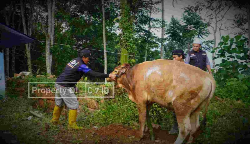 Qurban Menguatkan: HBI Bawa Keberkahan Idul Adha ke Pelosok Priangan Timur Jawa Barat 5 Compress 20240617 174335 5906
