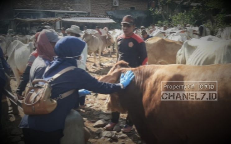 Intensifkan Vaksinasi Sapi Jelang Idul Adha, Dintanpan Rembang Membentuk Empat Tim Khusus Lakukan Antemortem 5 Compress 20250529 221348 8129