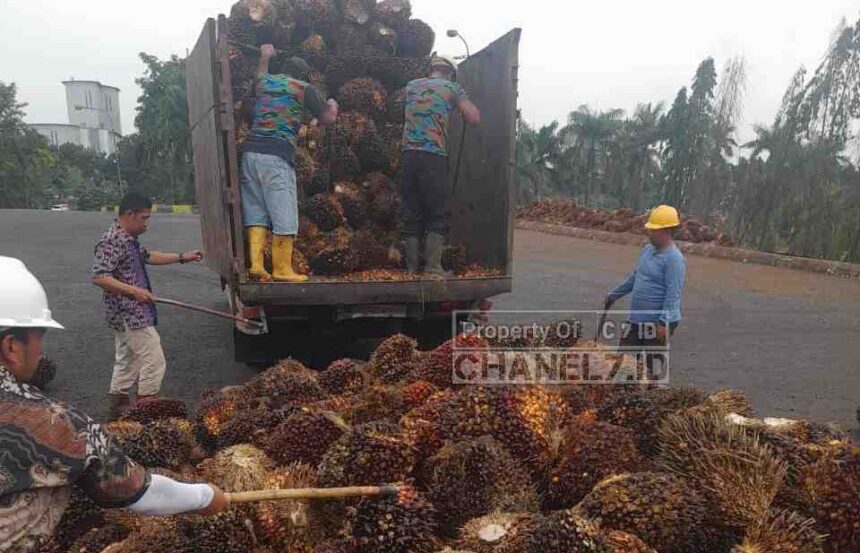 Optimalkan Rendemen CPO 2026, Pabrik Kelapa Sawit Sei Mangkei Perketat SOP dan Kualitas TBS 5 Compress 20260209 020834 4387